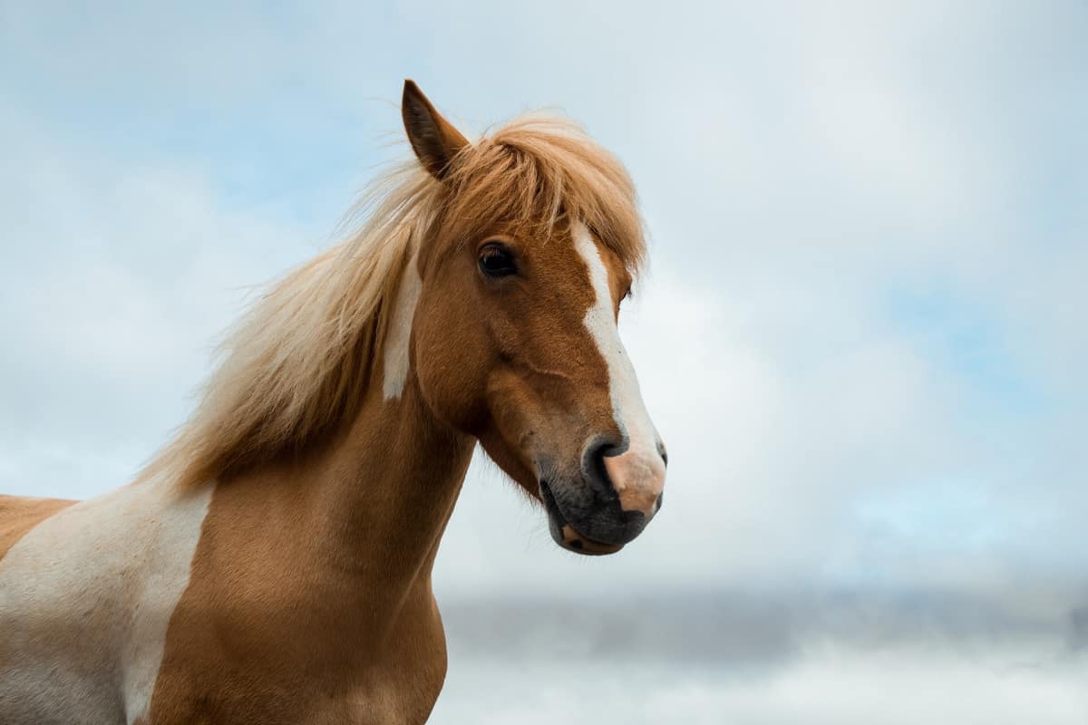 Devenir physiothérapeute pour animaux